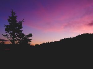 Preview wallpaper tree, night, sky