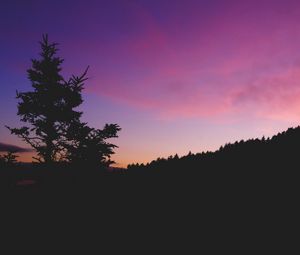 Preview wallpaper tree, night, sky