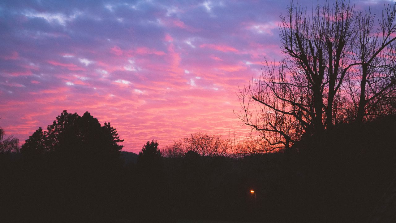 Wallpaper tree, night, sky, sunset
