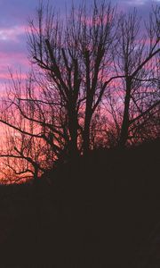 Preview wallpaper tree, night, sky, sunset