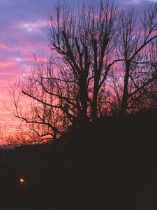 Preview wallpaper tree, night, sky, sunset