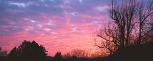 Preview wallpaper tree, night, sky, sunset