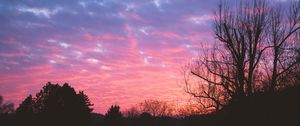 Preview wallpaper tree, night, sky, sunset