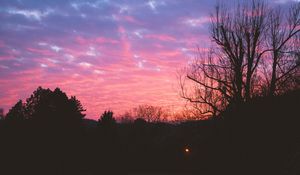 Preview wallpaper tree, night, sky, sunset