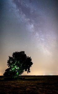 Preview wallpaper tree, night, starry sky, plain, landscape