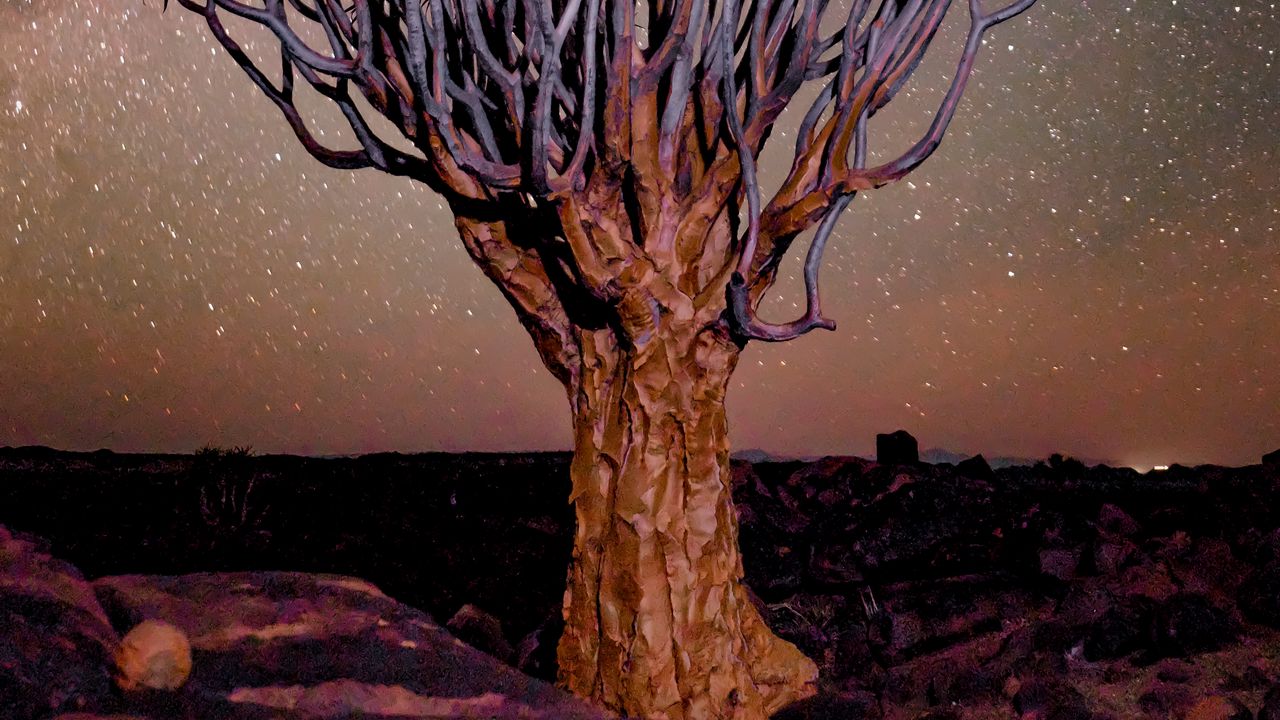 Wallpaper tree, night, starry sky, desert, africa