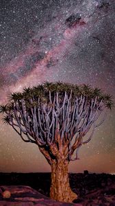 Preview wallpaper tree, night, starry sky, desert, africa