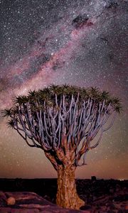 Preview wallpaper tree, night, starry sky, desert, africa