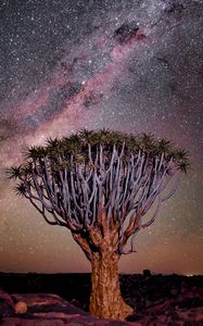 Preview wallpaper tree, night, starry sky, desert, africa