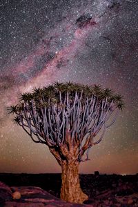 Preview wallpaper tree, night, starry sky, desert, africa