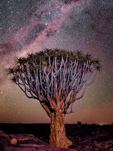 Preview wallpaper tree, night, starry sky, desert, africa