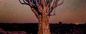 Preview wallpaper tree, night, starry sky, desert, africa