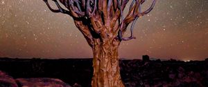 Preview wallpaper tree, night, starry sky, desert, africa