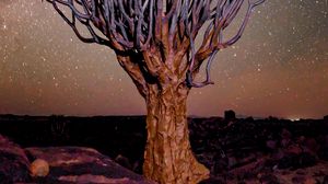 Preview wallpaper tree, night, starry sky, desert, africa
