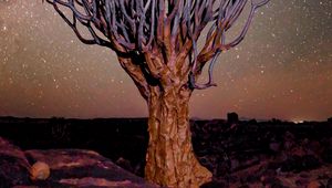 Preview wallpaper tree, night, starry sky, desert, africa