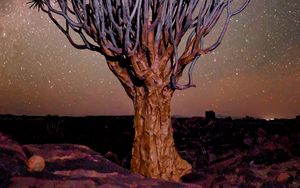 Preview wallpaper tree, night, starry sky, desert, africa