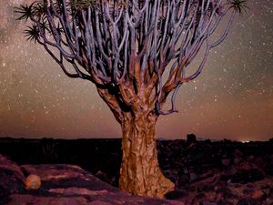 Preview wallpaper tree, night, starry sky, desert, africa