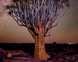 Preview wallpaper tree, night, starry sky, desert, africa