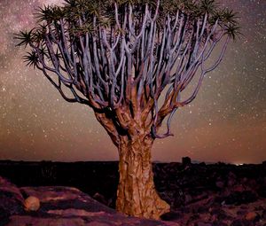 Preview wallpaper tree, night, starry sky, desert, africa