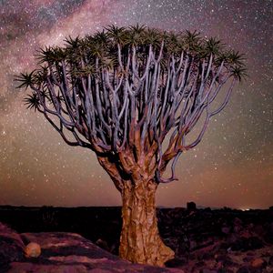 Preview wallpaper tree, night, starry sky, desert, africa