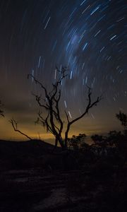 Preview wallpaper tree, night, starry sky, movement