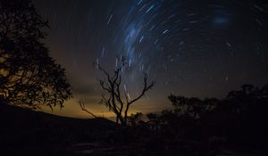 Preview wallpaper tree, night, starry sky, movement