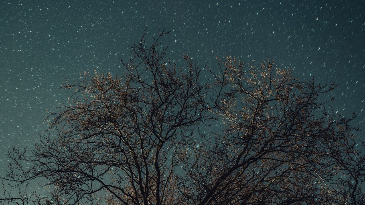 Wallpaper tree, night, stars, starry sky