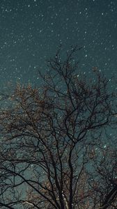 Preview wallpaper tree, night, stars, starry sky