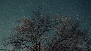 Preview wallpaper tree, night, stars, starry sky