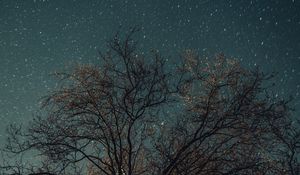Preview wallpaper tree, night, stars, starry sky
