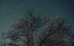 Preview wallpaper tree, night, stars, starry sky