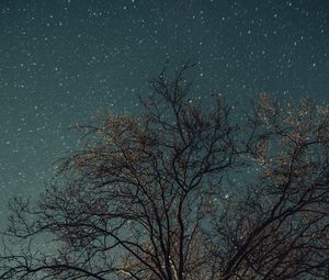 Preview wallpaper tree, night, stars, starry sky
