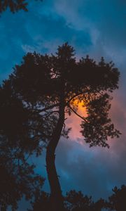 Preview wallpaper tree, night, sunset, sky