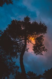Preview wallpaper tree, night, sunset, sky