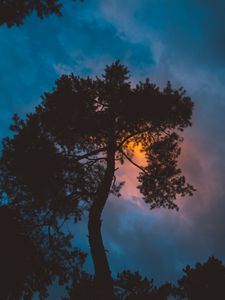 Preview wallpaper tree, night, sunset, sky