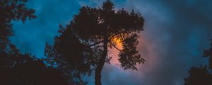 Preview wallpaper tree, night, sunset, sky