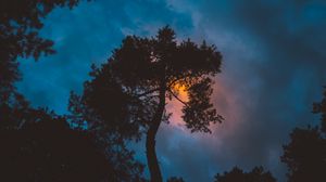 Preview wallpaper tree, night, sunset, sky