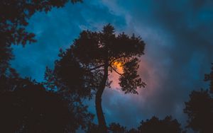 Preview wallpaper tree, night, sunset, sky