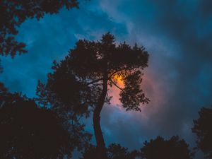 Preview wallpaper tree, night, sunset, sky