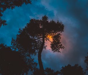 Preview wallpaper tree, night, sunset, sky