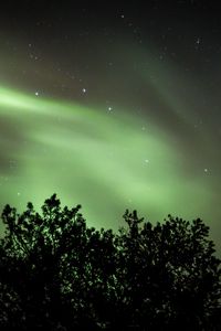 Preview wallpaper tree, northern lights, starry sky, night, dark