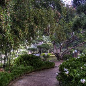 Preview wallpaper tree nursery, flowers, trees, bamboo, path, colors