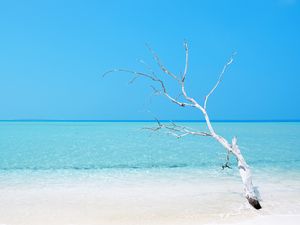Preview wallpaper tree, ocean, beach, minimalism, water, blue