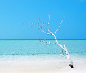 Preview wallpaper tree, ocean, beach, minimalism, water, blue