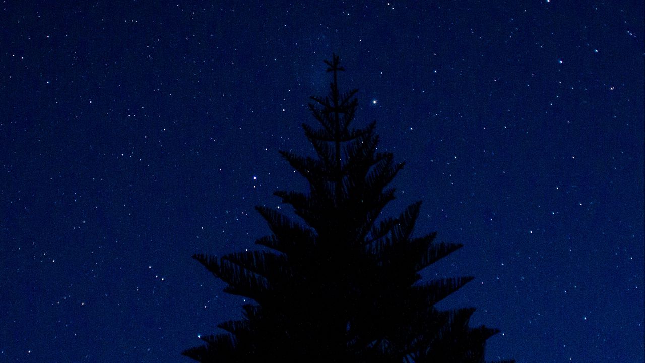 Wallpaper tree, outline, starry sky, night, tops