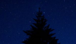 Preview wallpaper tree, outline, starry sky, night, tops