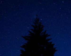 Preview wallpaper tree, outline, starry sky, night, tops