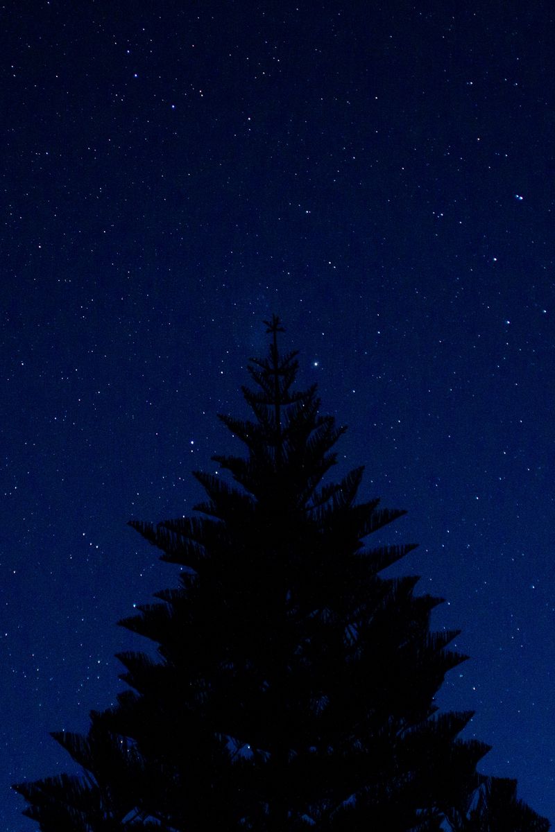 Download Wallpaper 800x1200 Tree Outline Starry Sky Night Tops