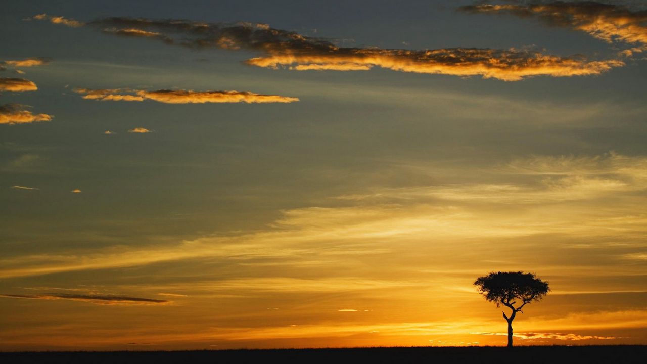 Wallpaper tree, outlines, evening, clouds, lonely, horizon