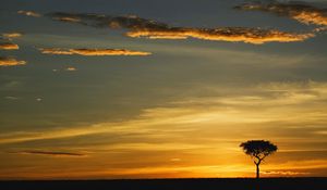 Preview wallpaper tree, outlines, evening, clouds, lonely, horizon